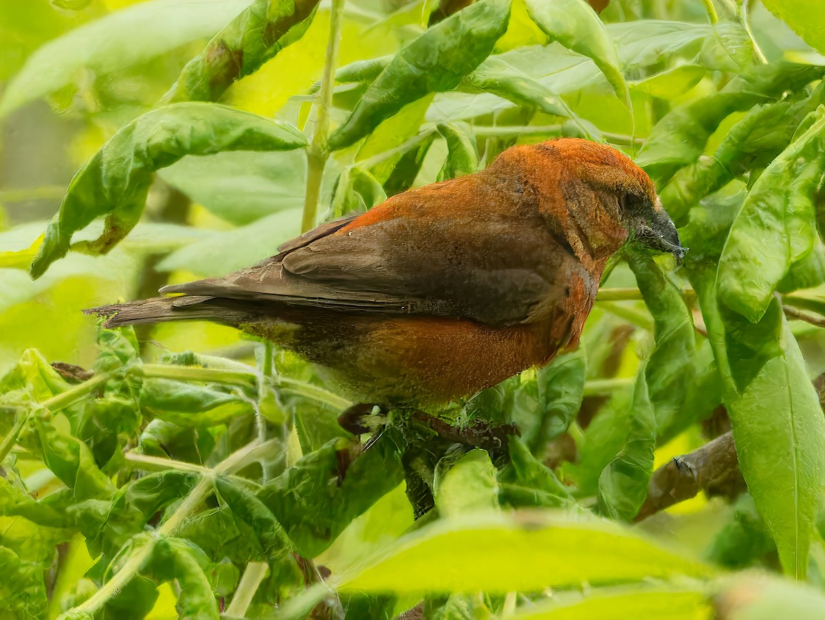 Red Crossbill - Dan Tallman