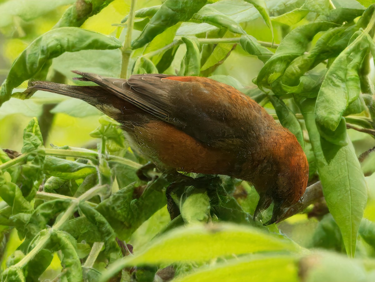 Red Crossbill - Dan Tallman