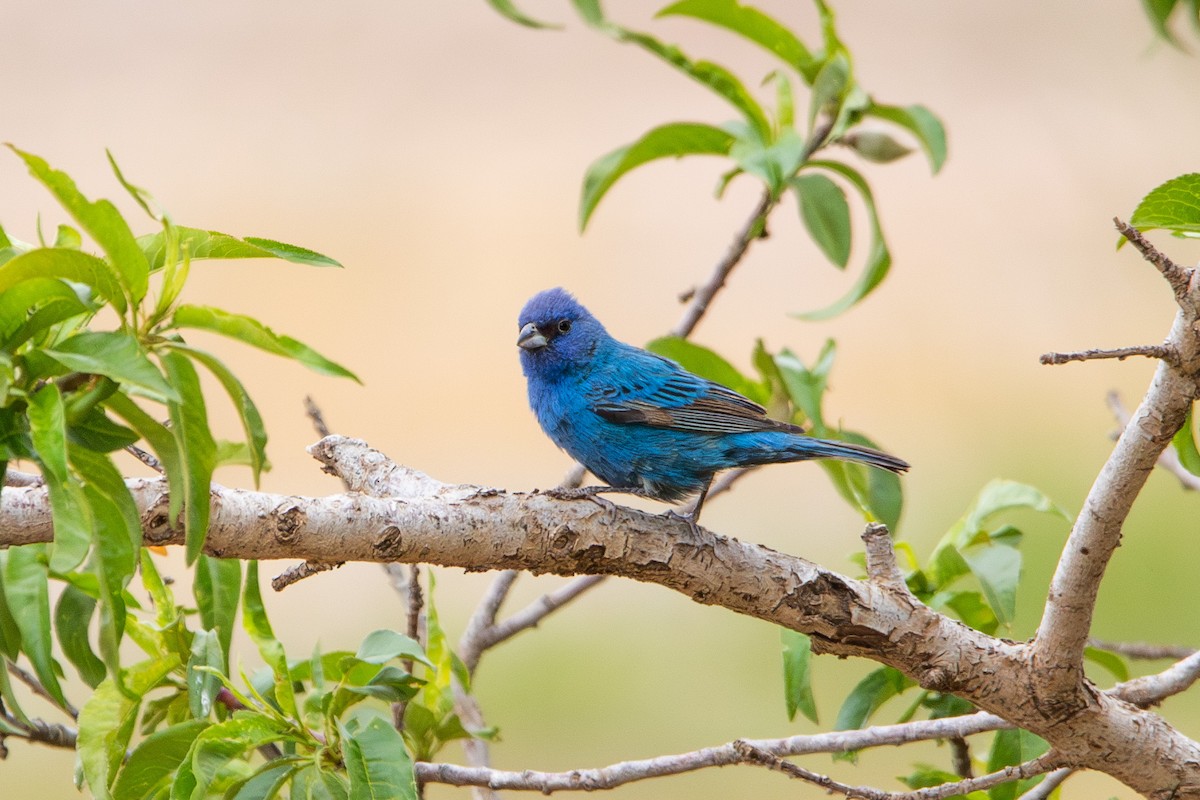 Indigo Bunting - Justin Martens