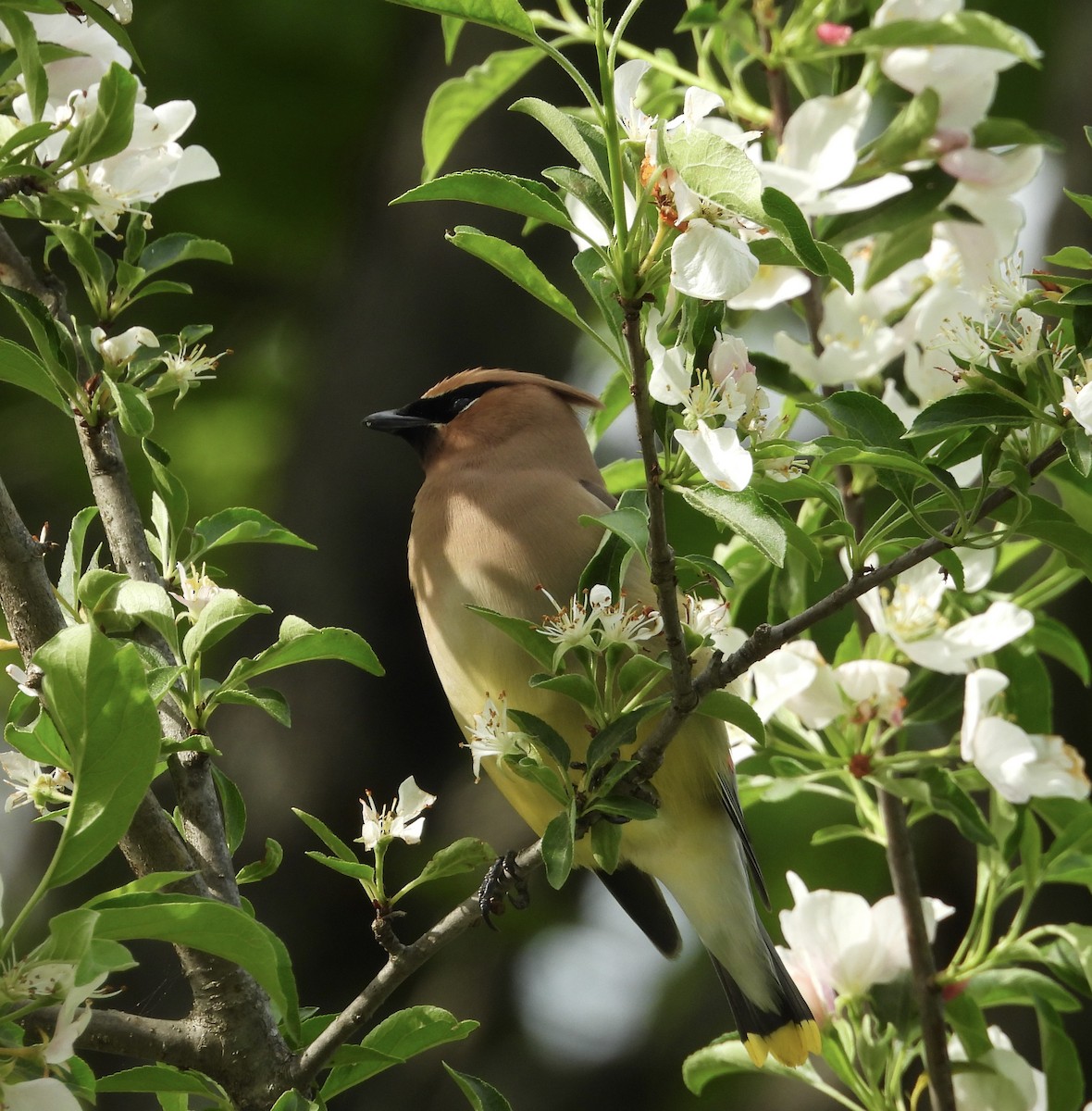 Cedar Waxwing - Stacey Huth