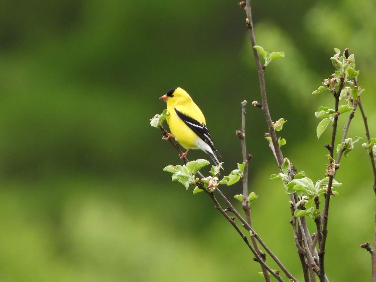 American Goldfinch - Christine Bolduc