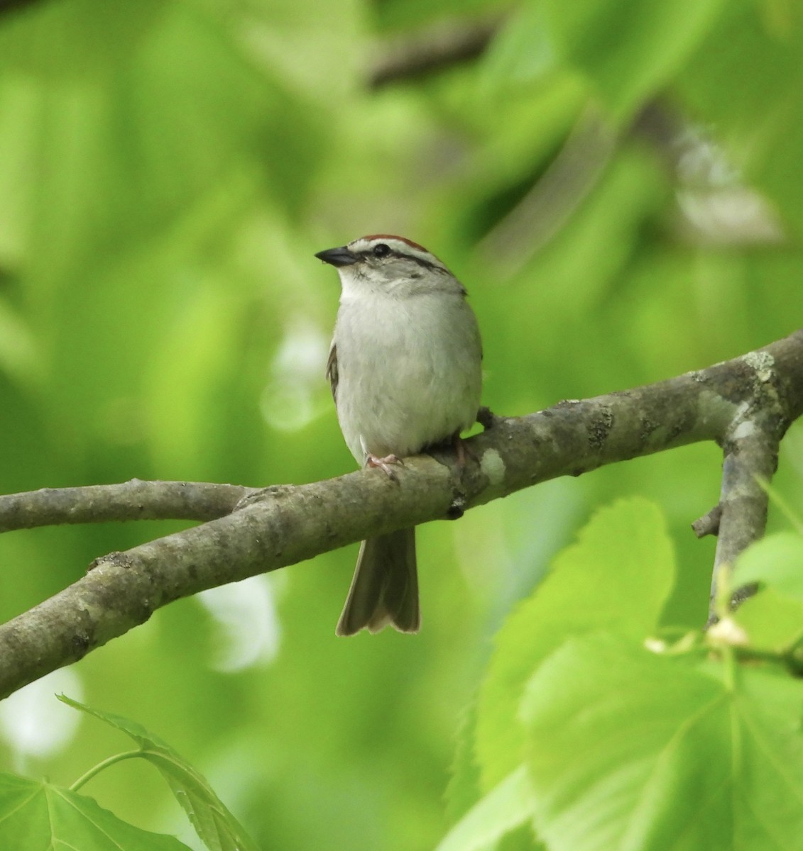 Chipping Sparrow - Stacey Huth
