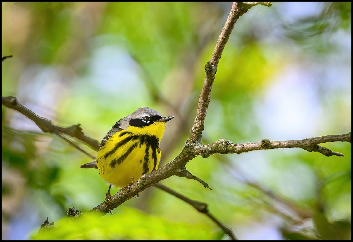 Magnolia Warbler - ML619540765