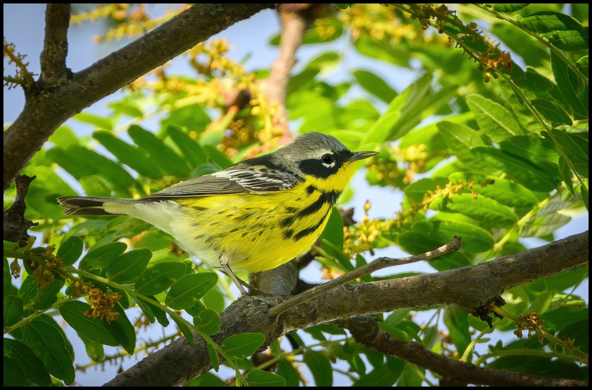 Magnolia Warbler - Jim Emery