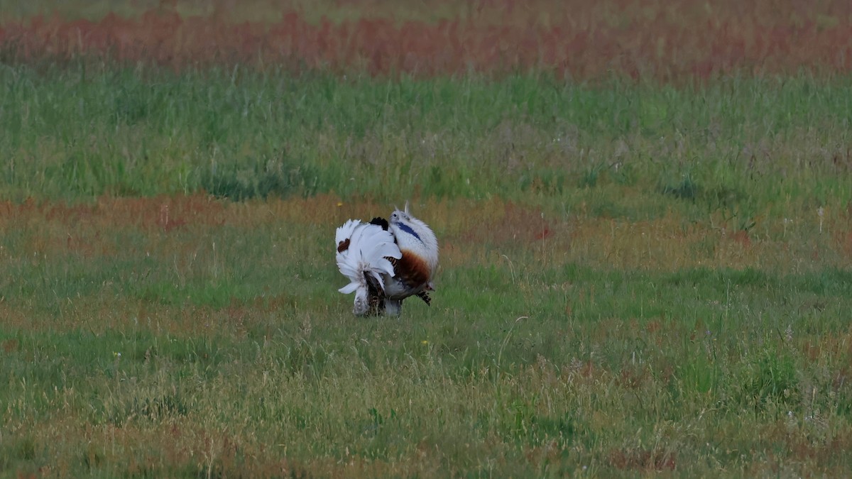 Great Bustard - Jörg Hanoldt