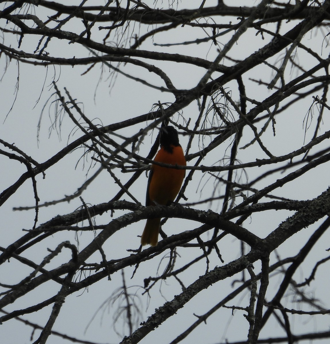 Baltimore Oriole - Stacey Huth