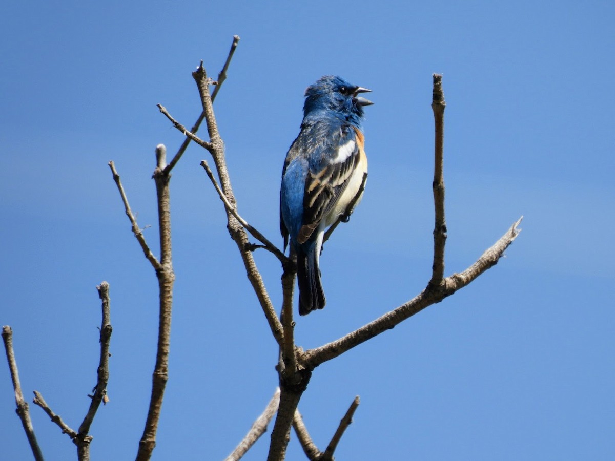 Lazuli Bunting - patricia kuzma sell