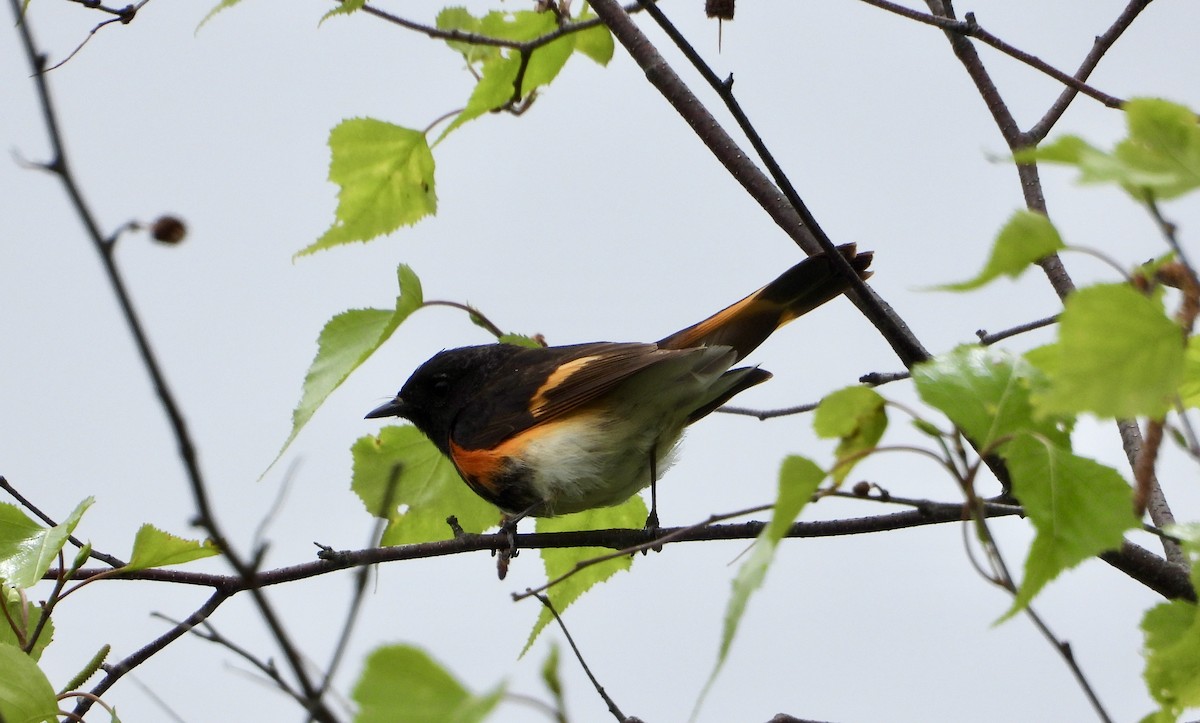 American Redstart - Christine Bolduc