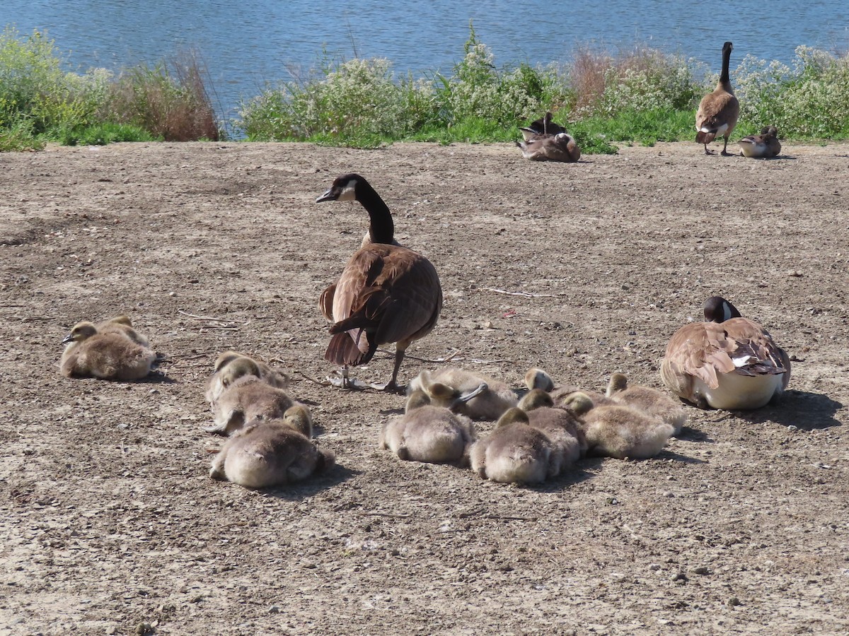 Canada Goose - Karen Richardson