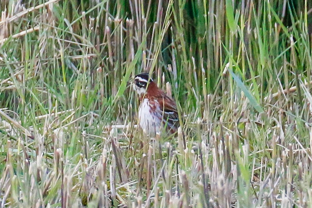 Rustic Bunting - Arto Maatta