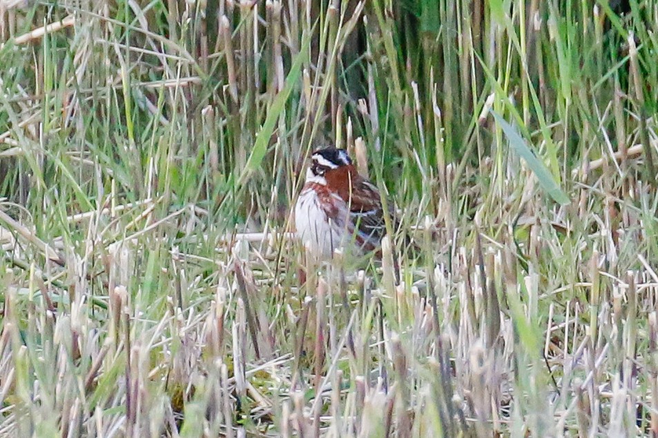 Rustic Bunting - Arto Maatta