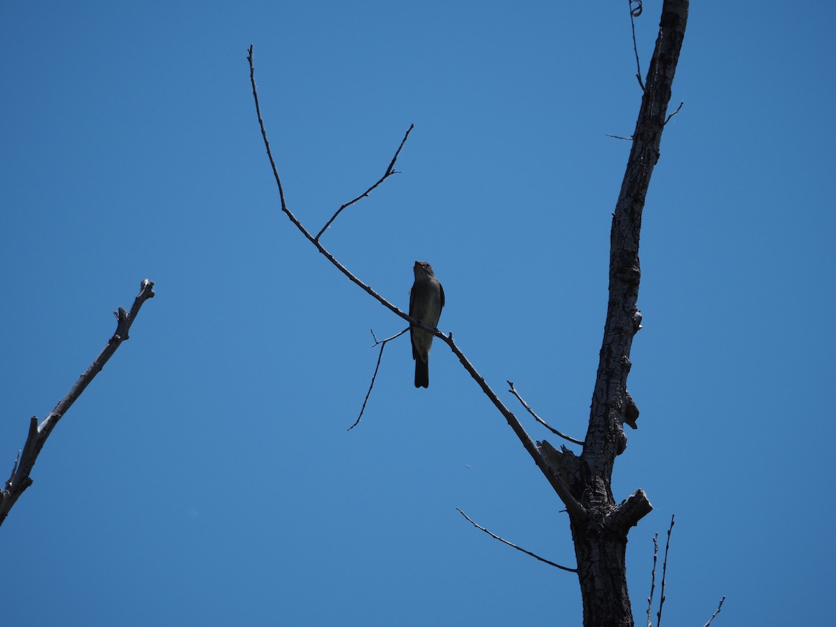 Western Wood-Pewee - Ben Stalheim