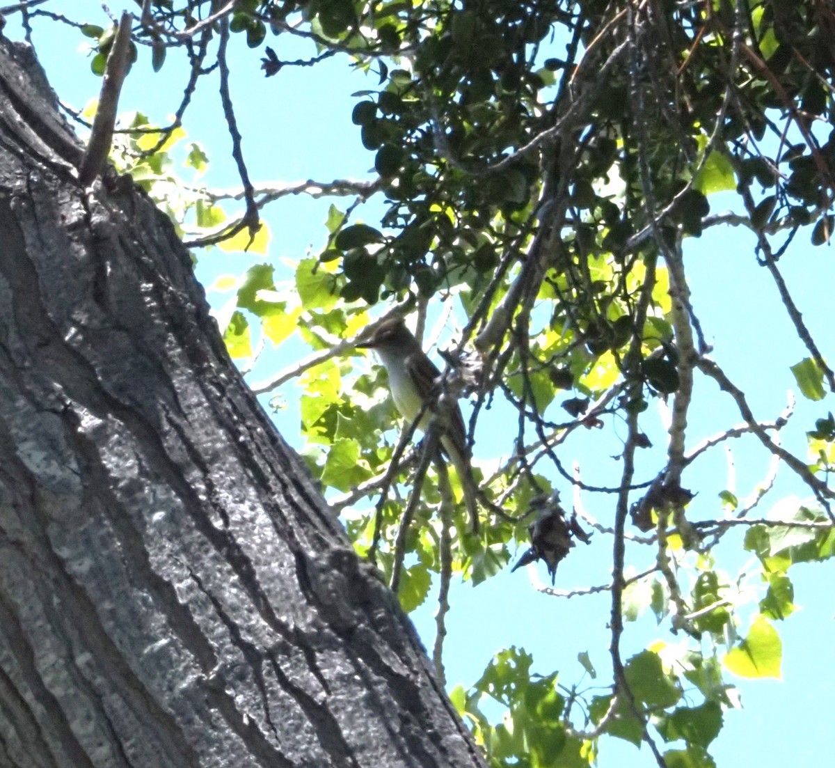 Brown-crested Flycatcher - ML619540814