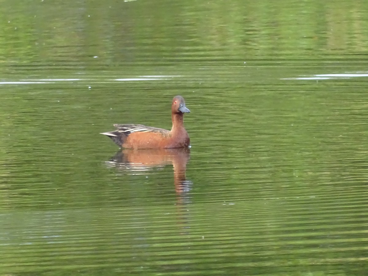 Cinnamon Teal - Jim Walton