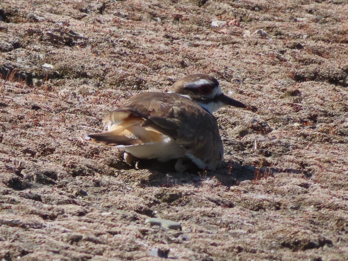 Killdeer - Karen Richardson