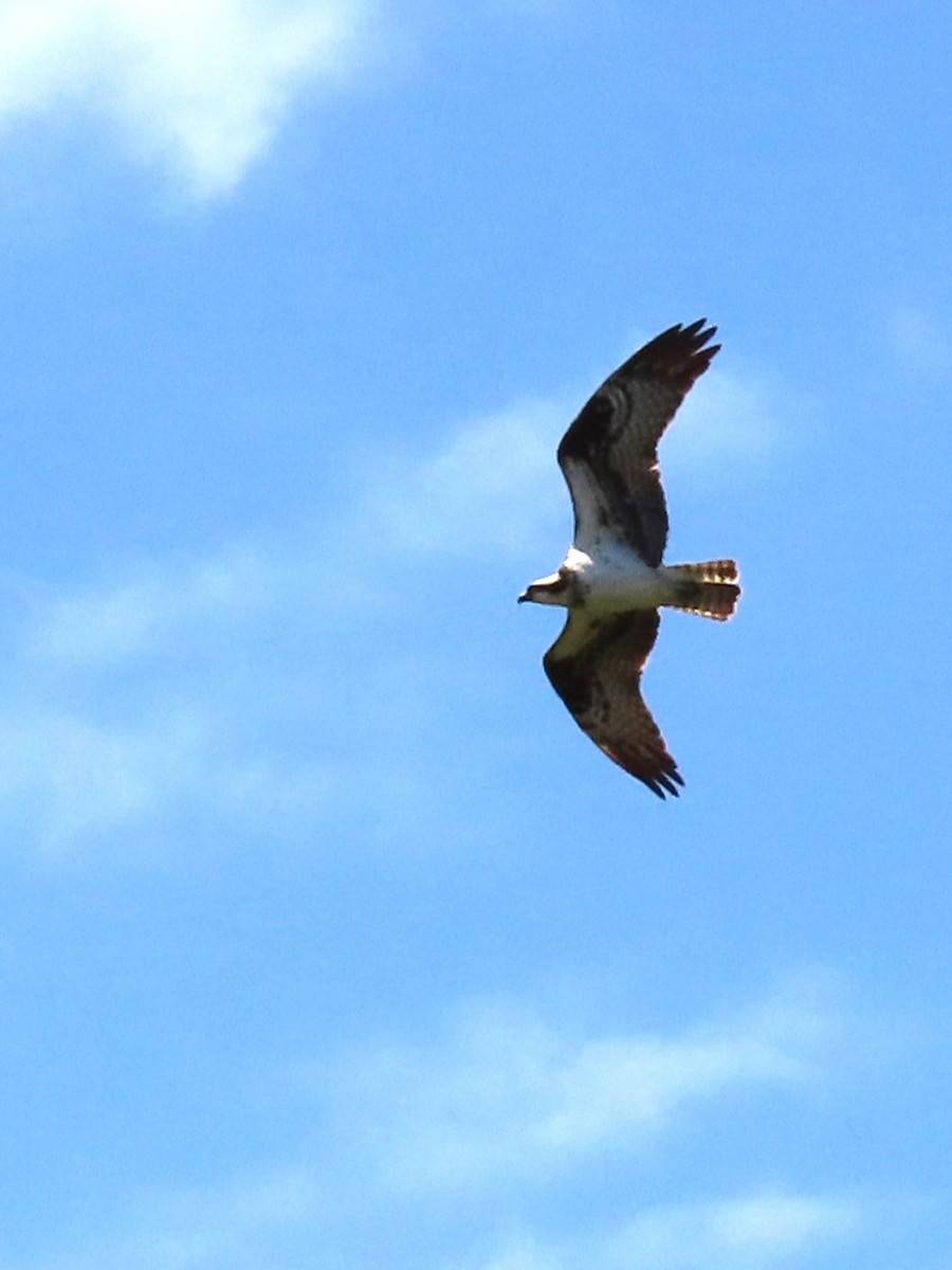 Osprey - Joan Baker