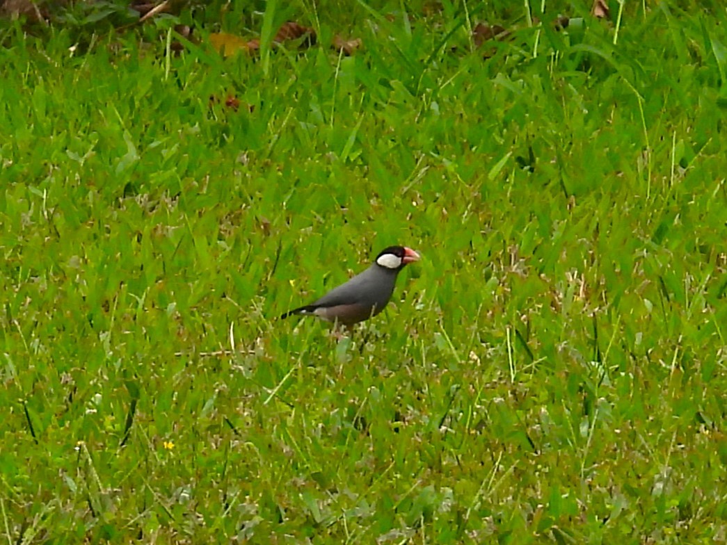 Java Sparrow - ML619540838