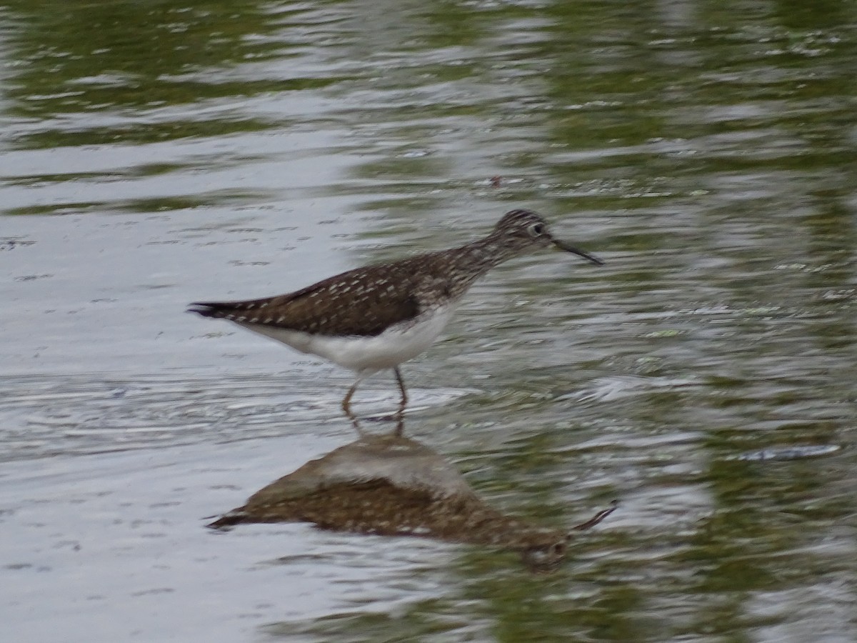 Solitary Sandpiper - Jim Walton