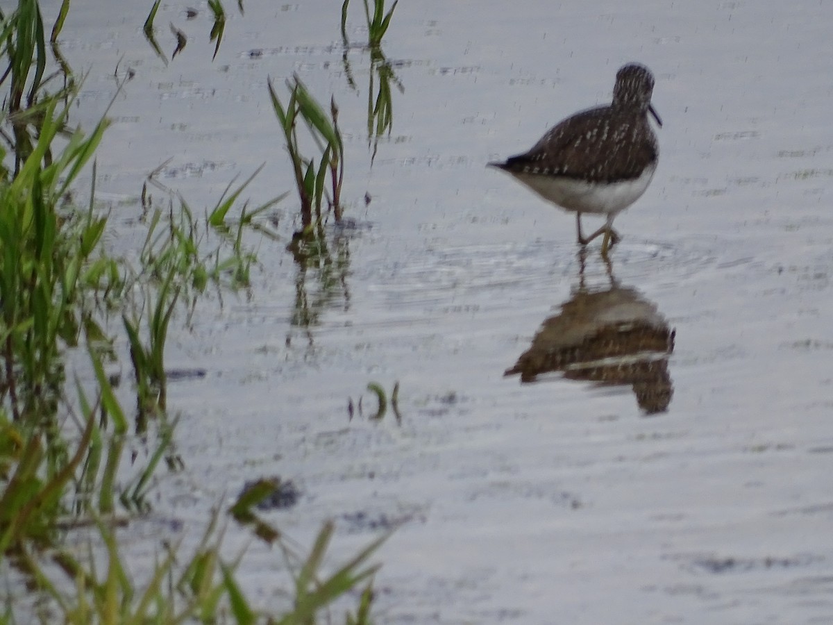 Solitary Sandpiper - Jim Walton