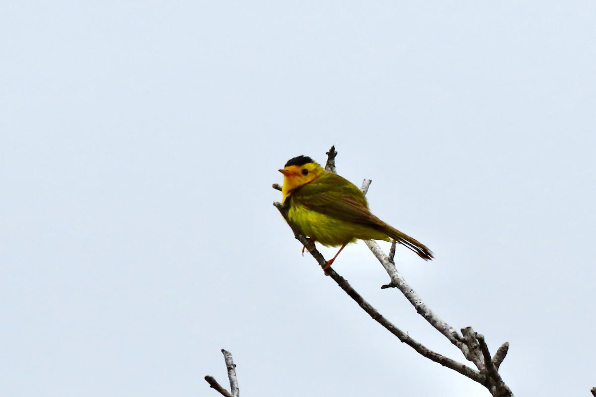 Wilson's Warbler - ML619540848