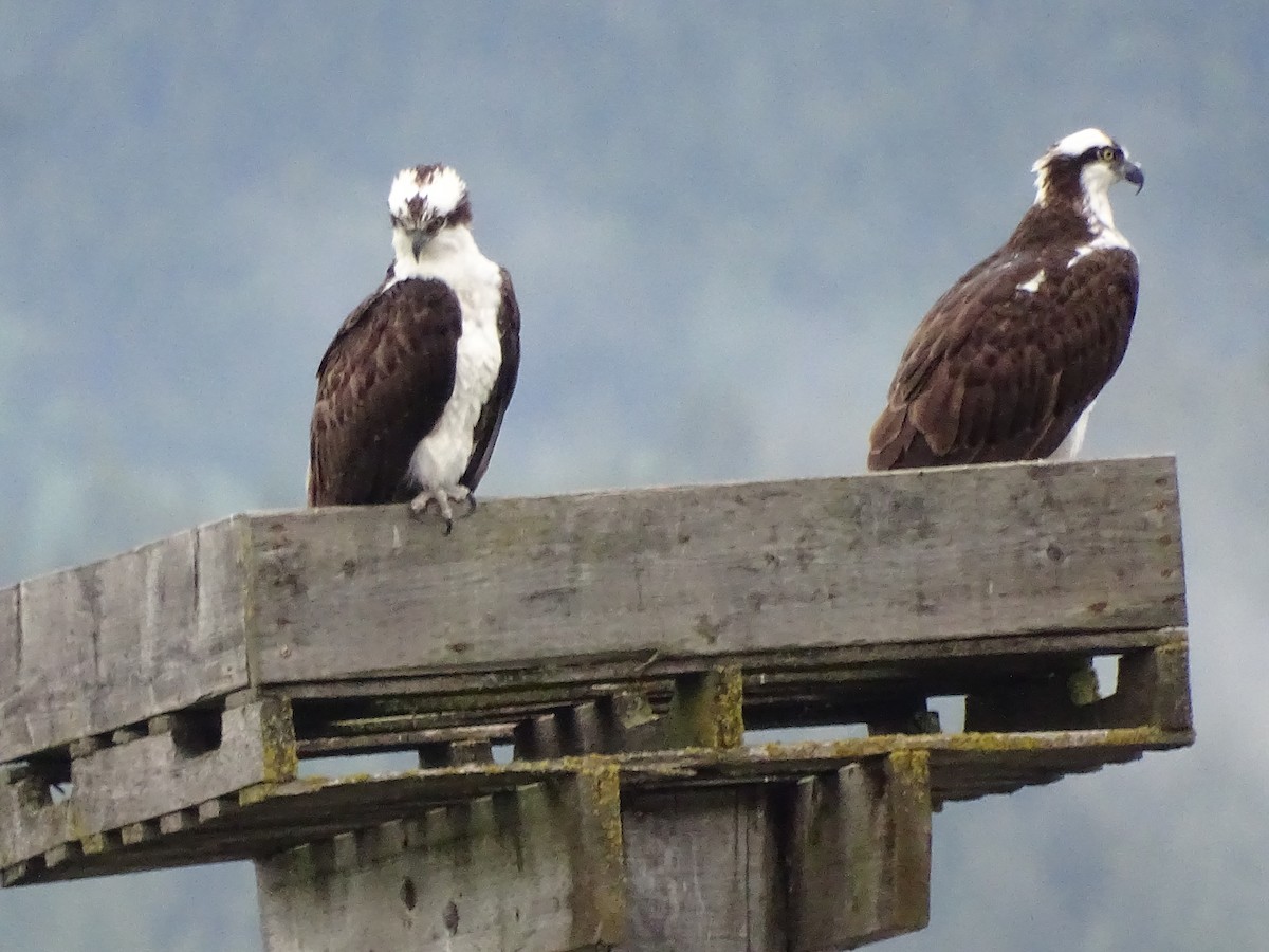 Osprey - Jim Walton