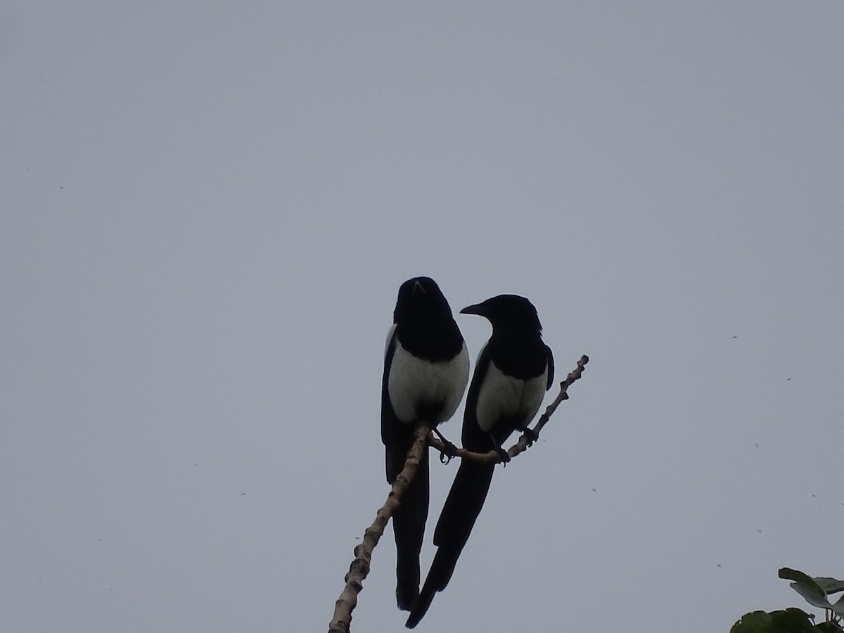 Black-billed Magpie - Jim Walton