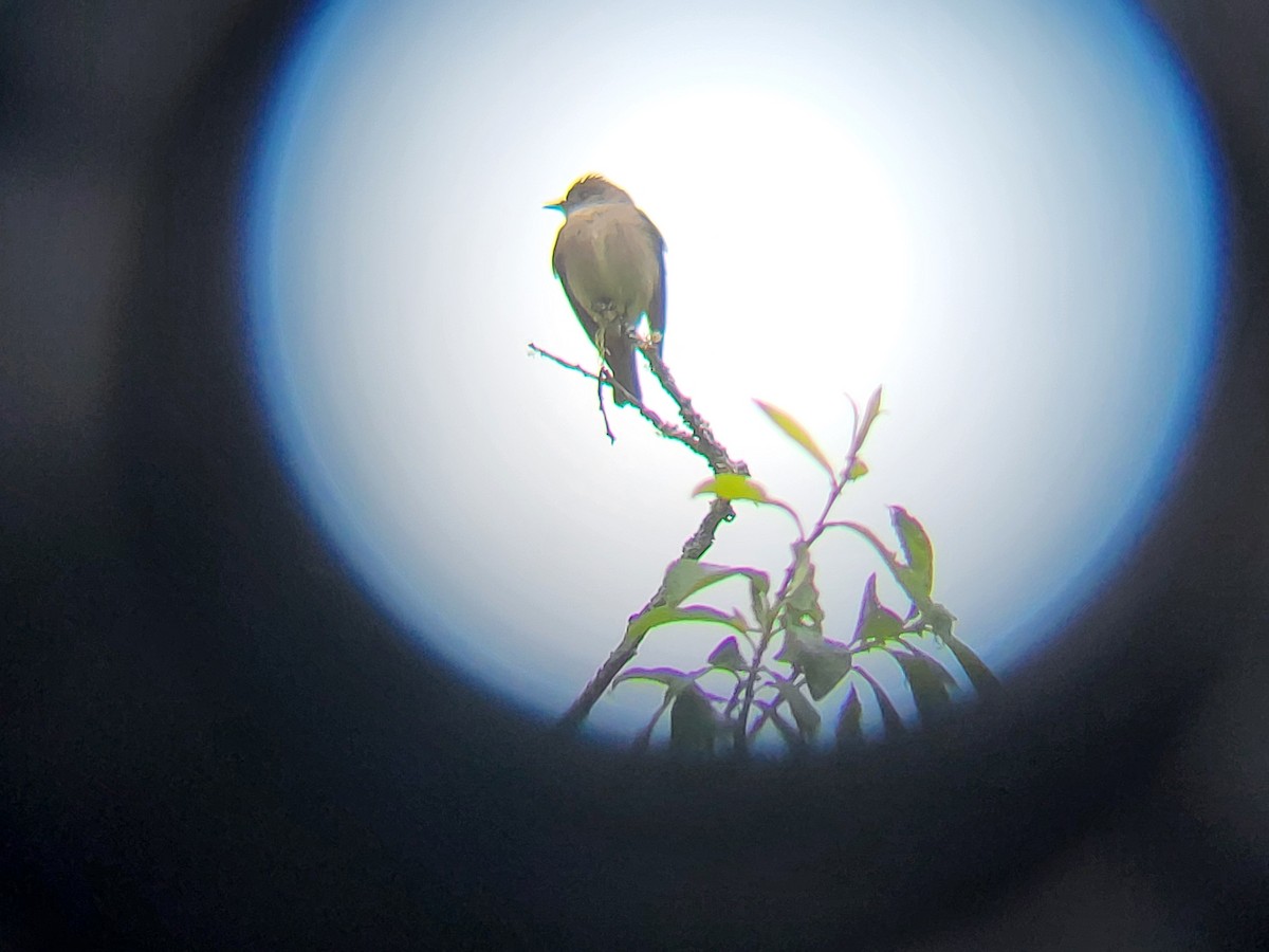 Olive-sided Flycatcher - Curtis Rispin