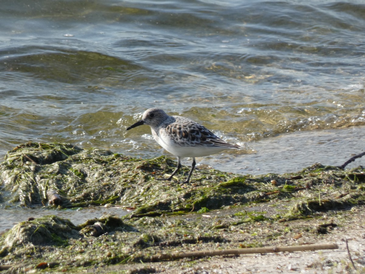 Sanderling - Peter Swinden