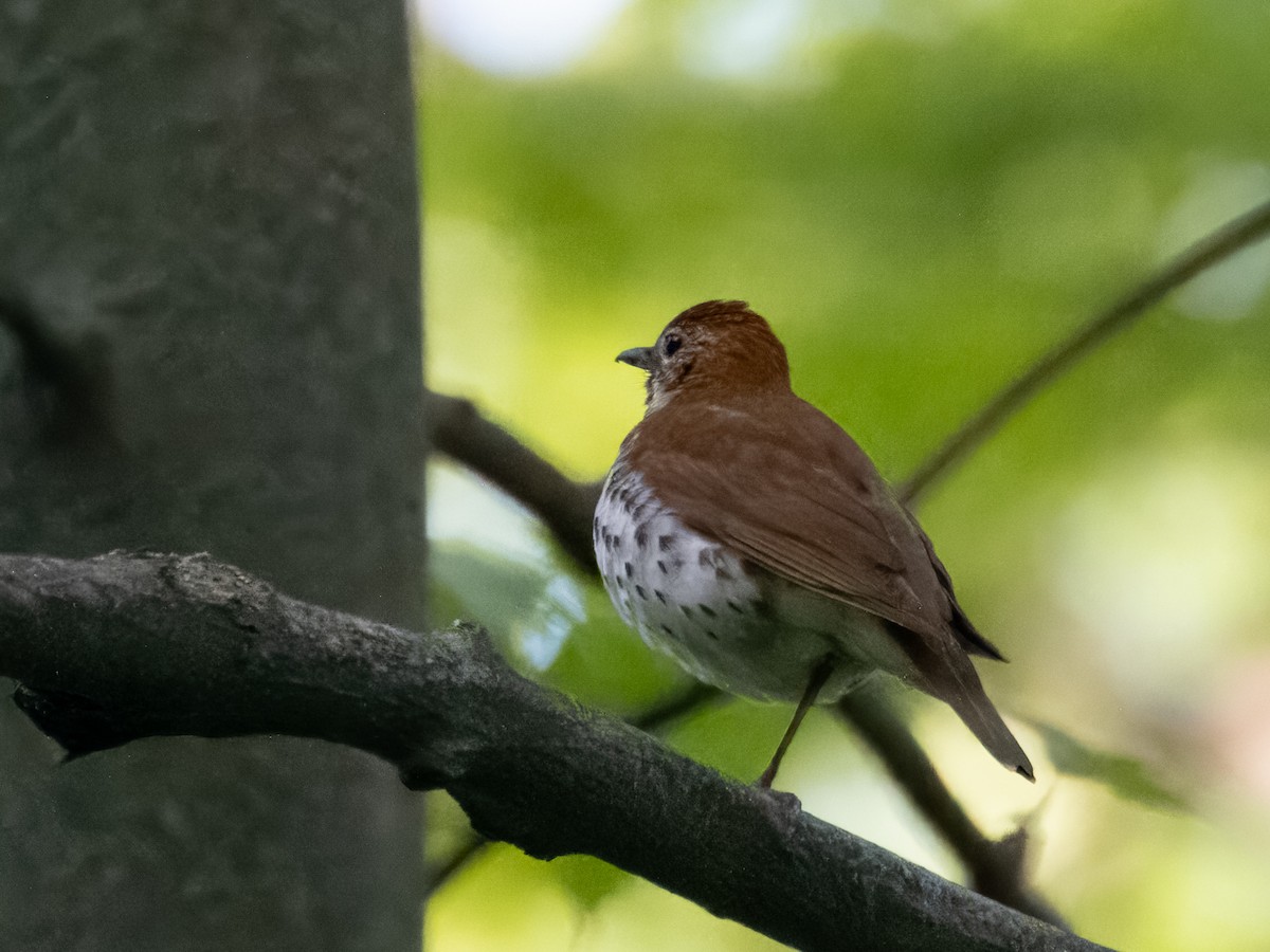 Wood Thrush - Fay Ratta