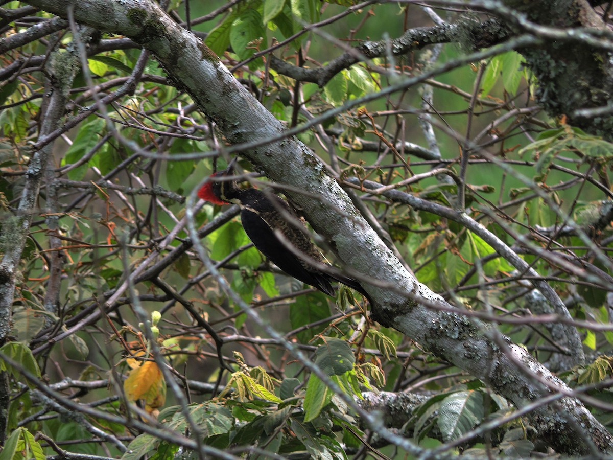 Lineated Woodpecker - Juan pinzon