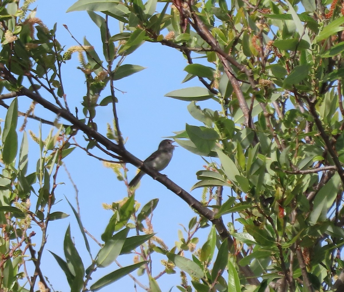 Bell's Vireo - John Harris