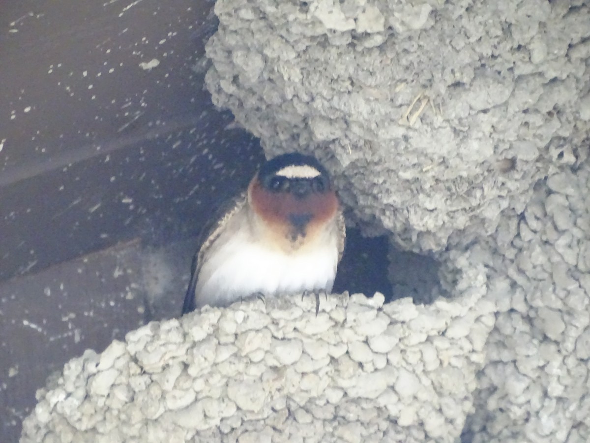 Cliff Swallow - Jim Walton