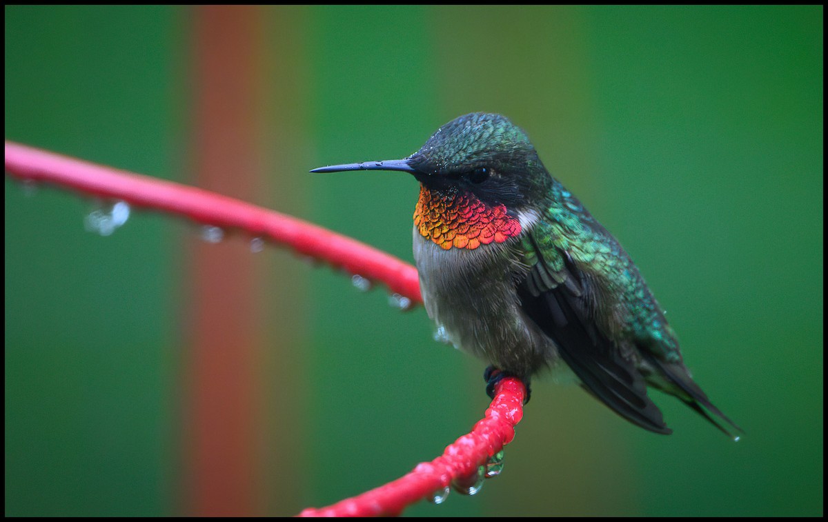 Ruby-throated Hummingbird - Jim Emery