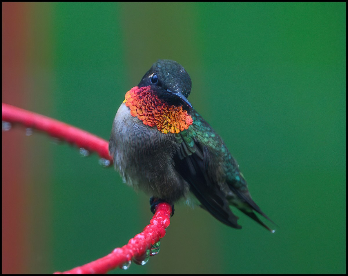 Ruby-throated Hummingbird - Jim Emery