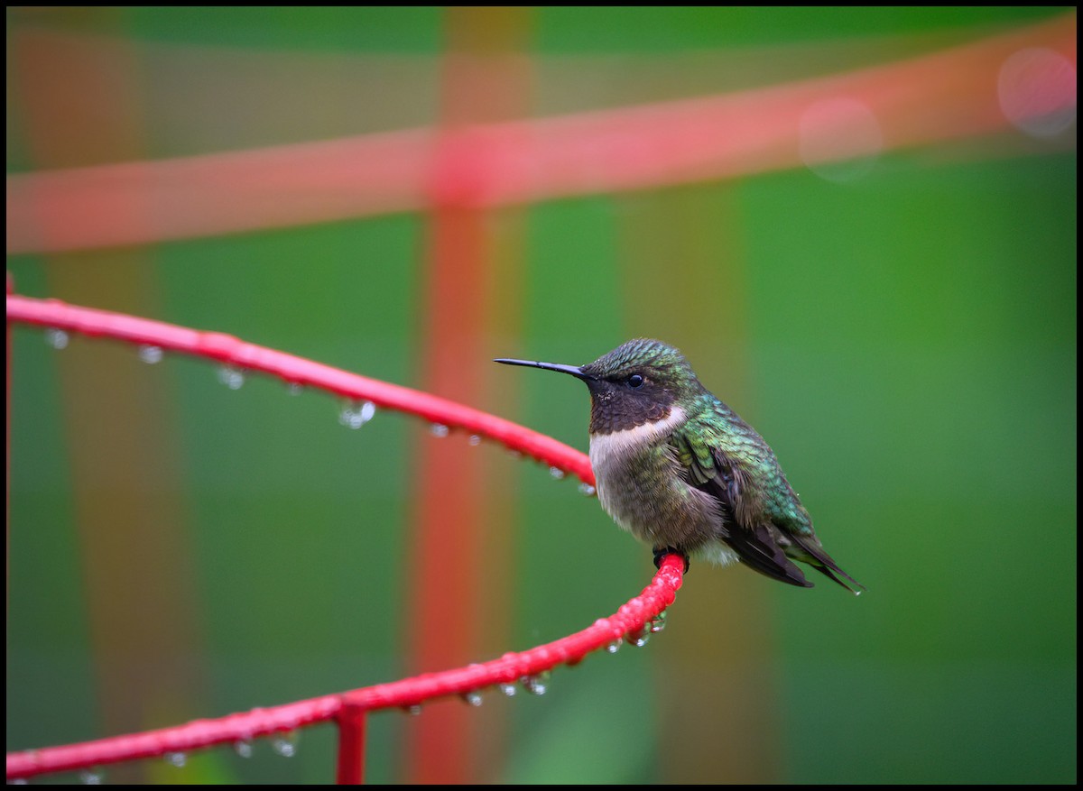 Ruby-throated Hummingbird - Jim Emery