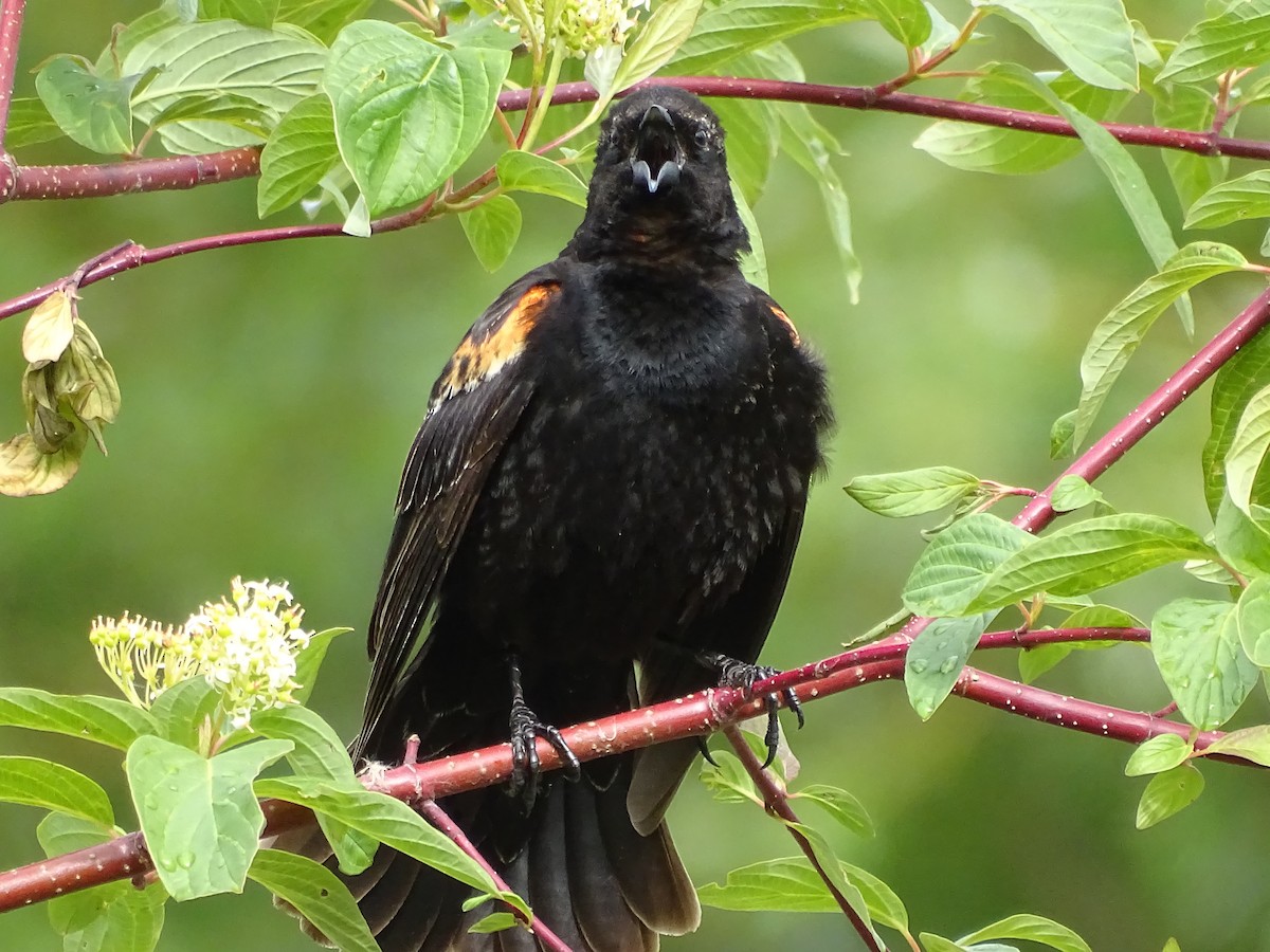 Red-winged Blackbird - Jim Walton