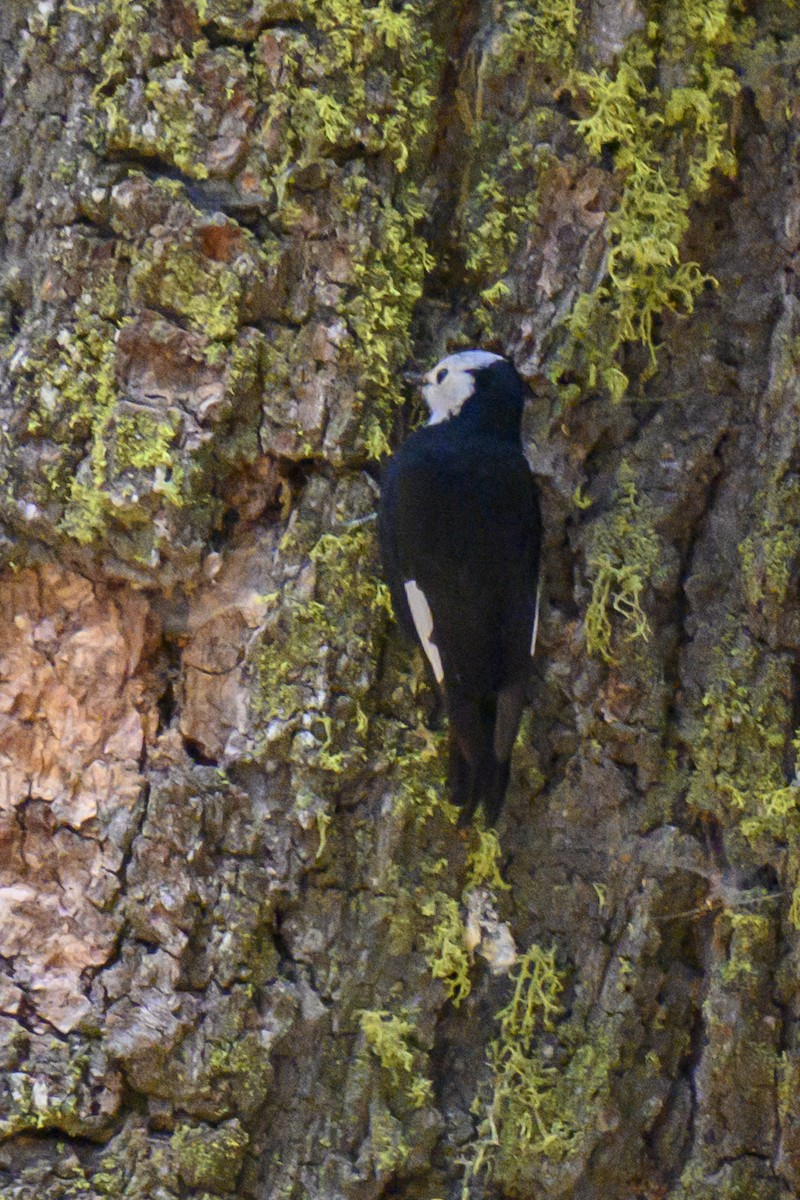 White-headed Woodpecker - Michael Christie