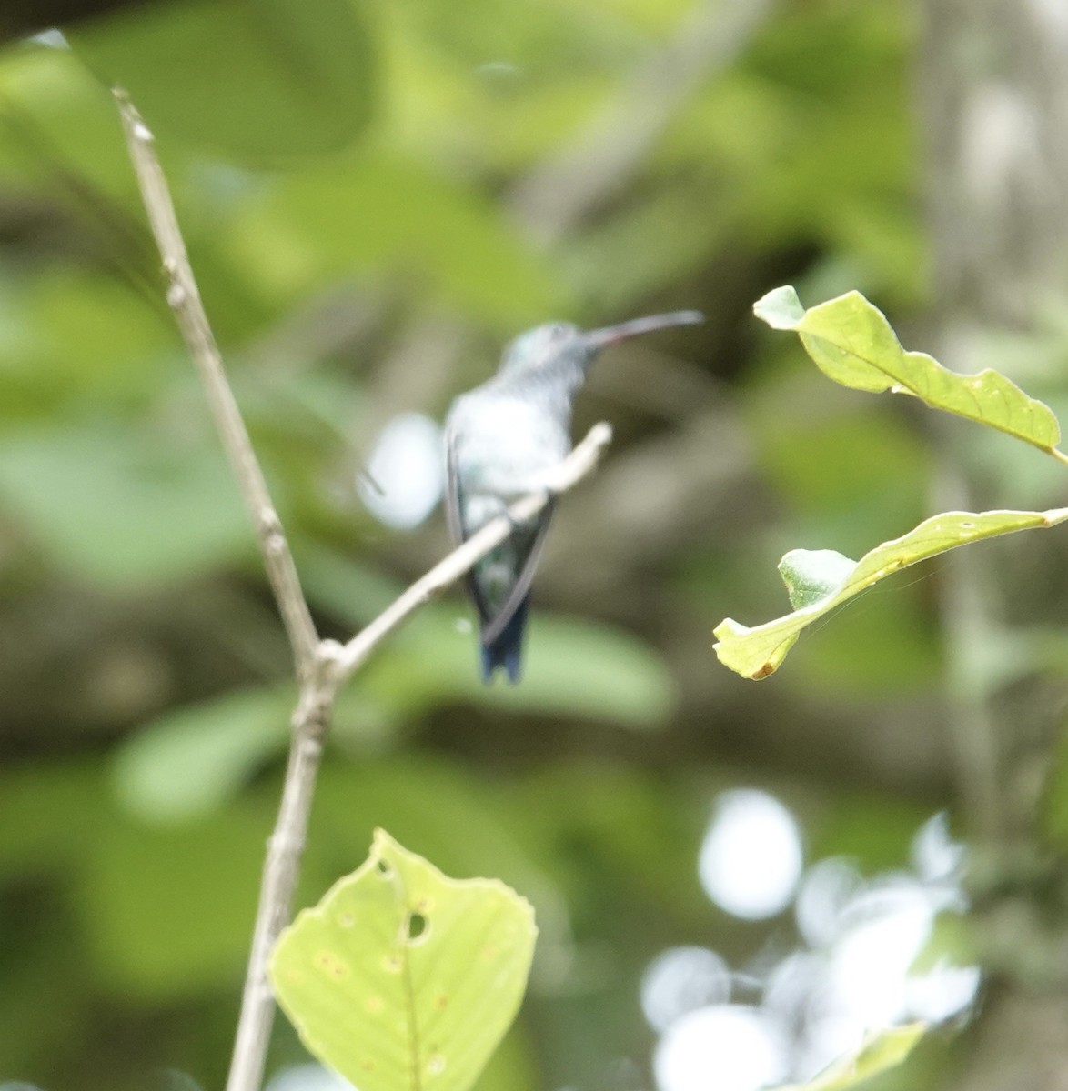 Sapphire-throated Hummingbird - deidre asbjorn