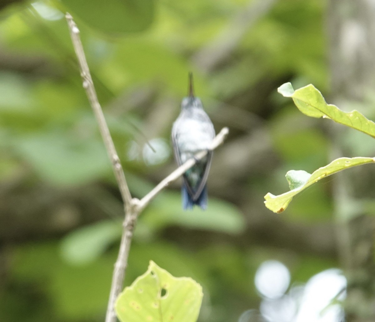 Sapphire-throated Hummingbird - deidre asbjorn