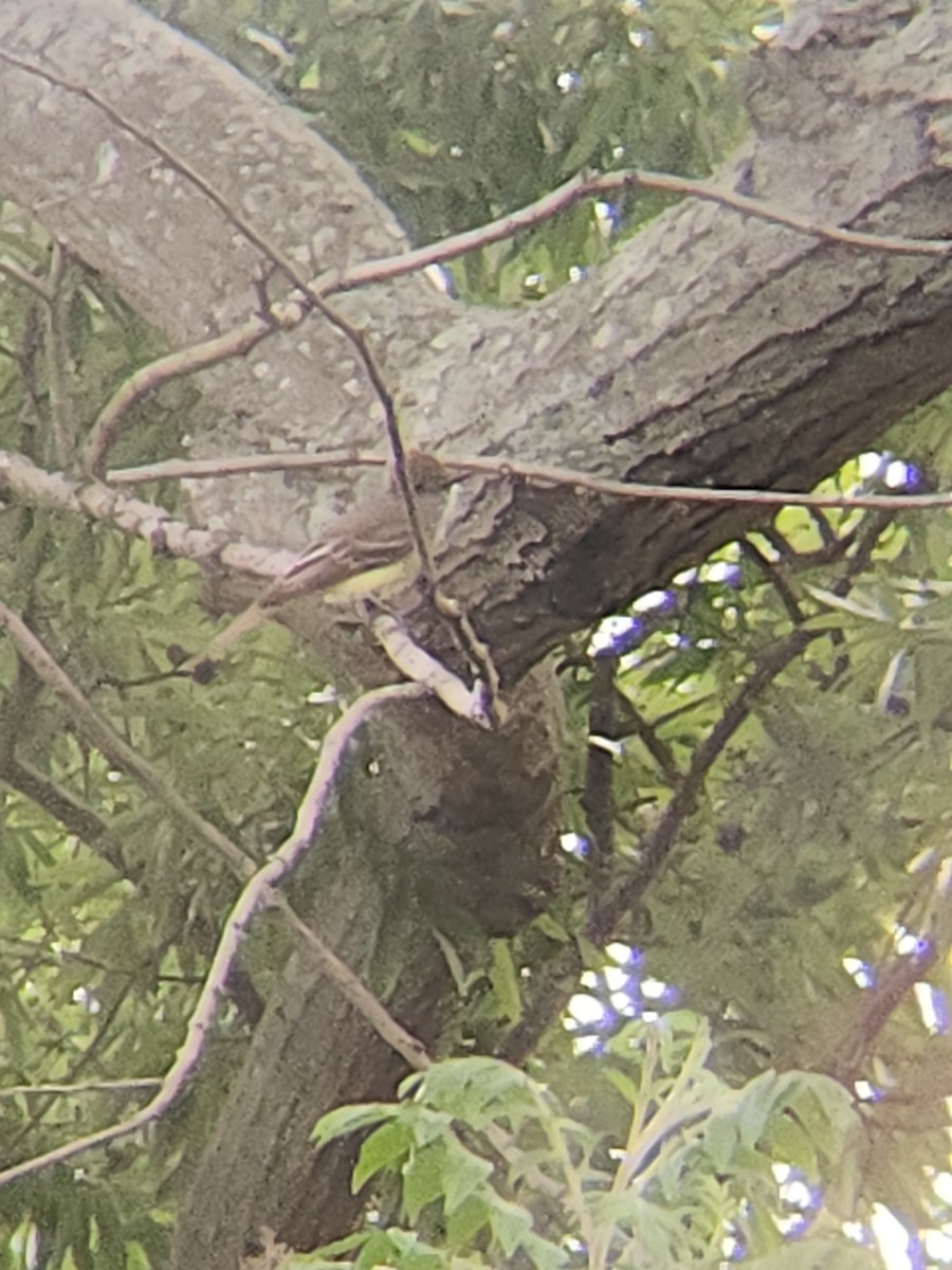 Great Crested Flycatcher - Brandon Reed