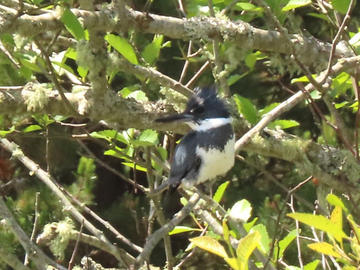 Belted Kingfisher - Joan Baker