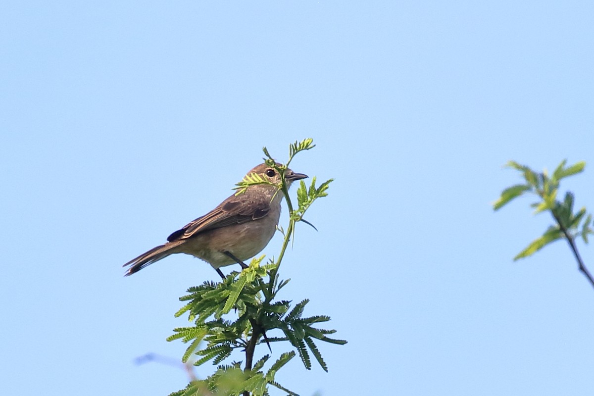 Pale Flycatcher - Zbigniew Swiacki