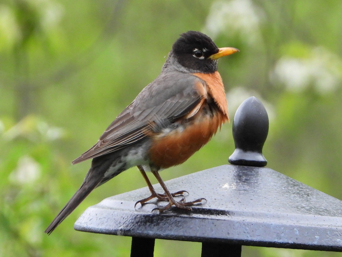 American Robin - Christine Bolduc