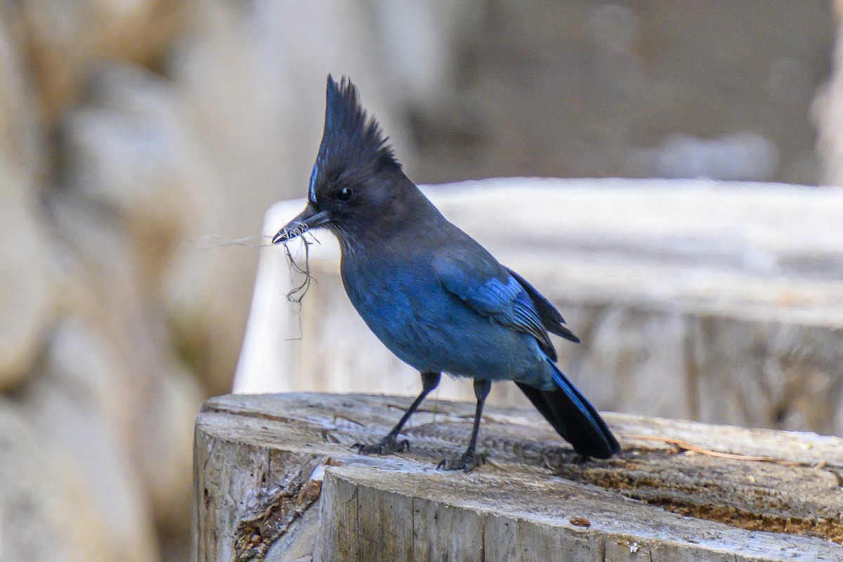 Steller's Jay - ML619540909