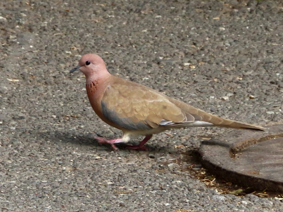 Laughing Dove - Kseniia Marianna Prondzynska