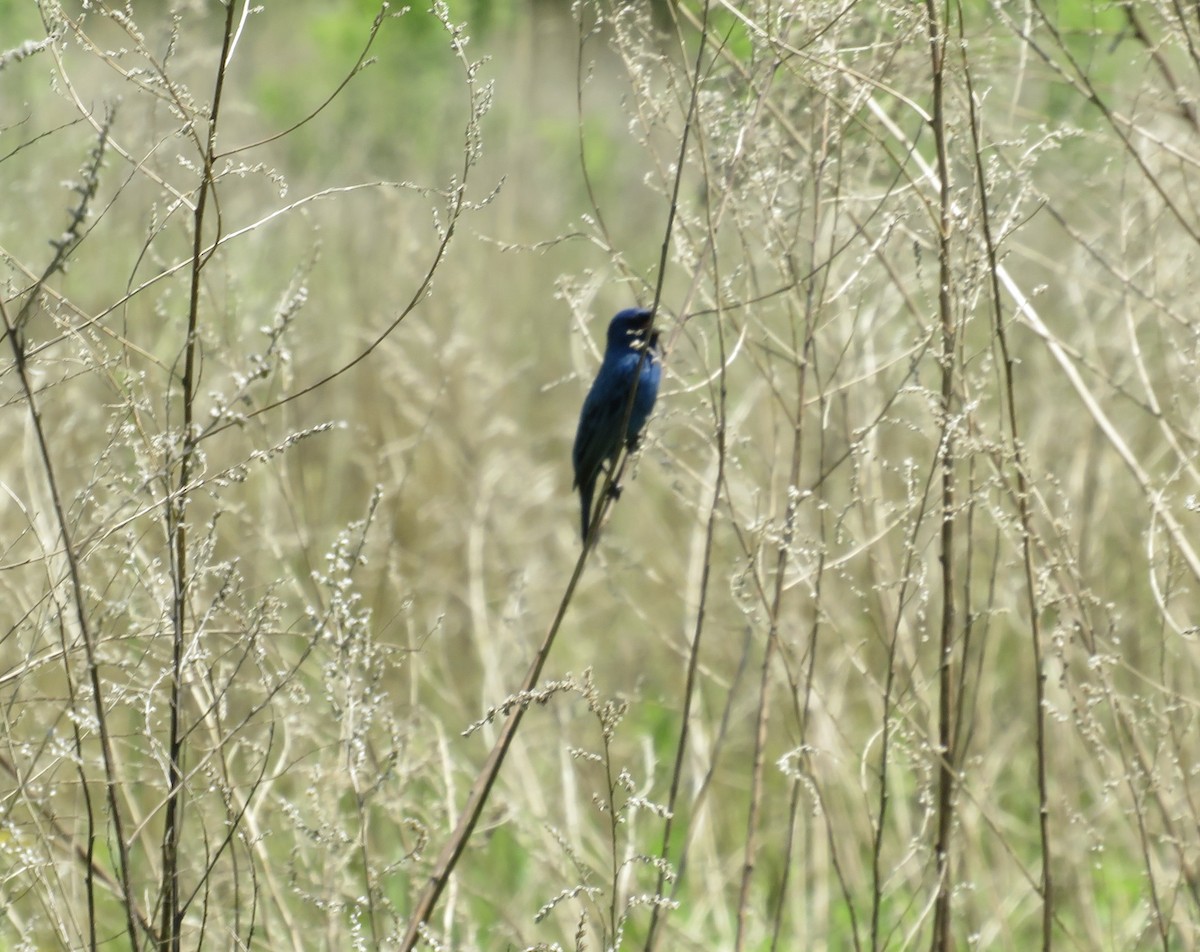 Indigo Bunting - scott baldinger