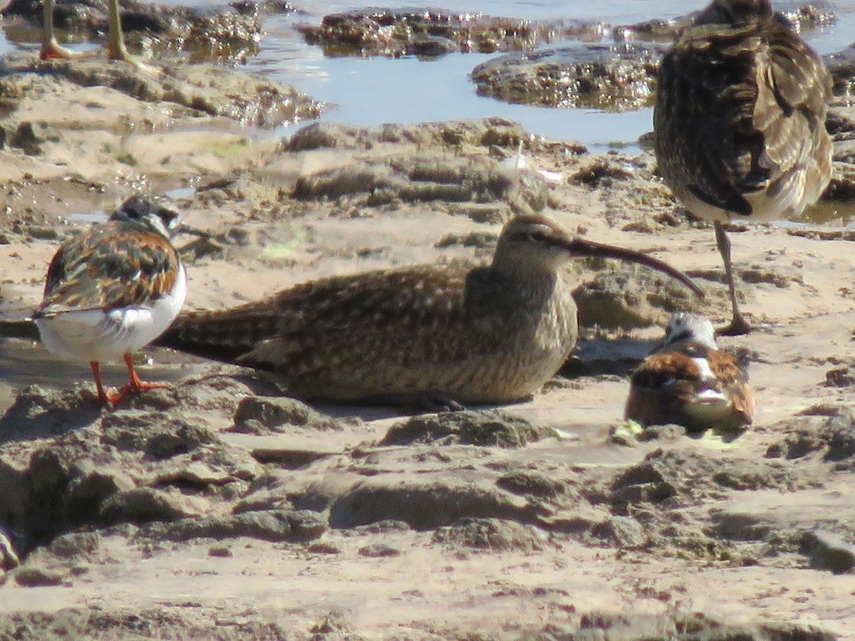 Ruddy Turnstone - Mike Vandyk