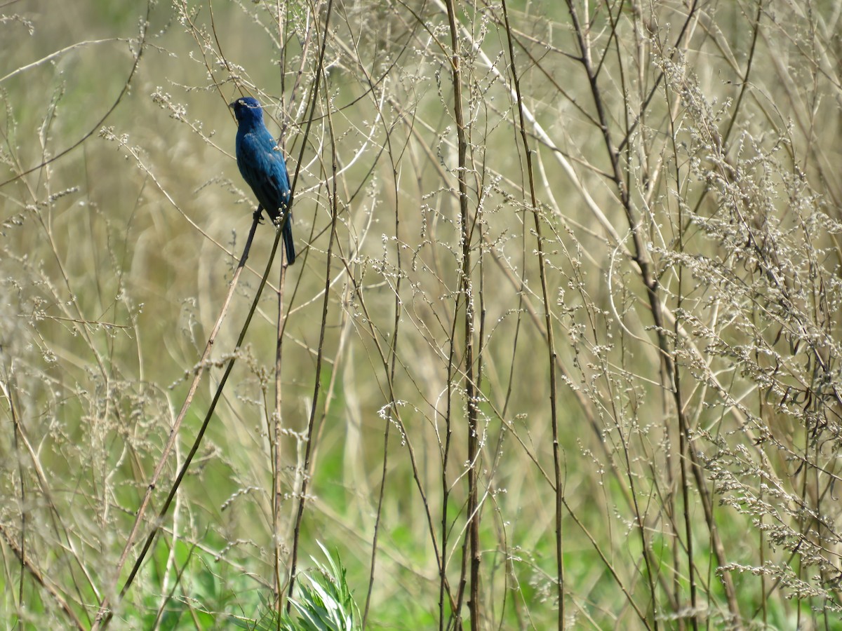 Indigo Bunting - scott baldinger