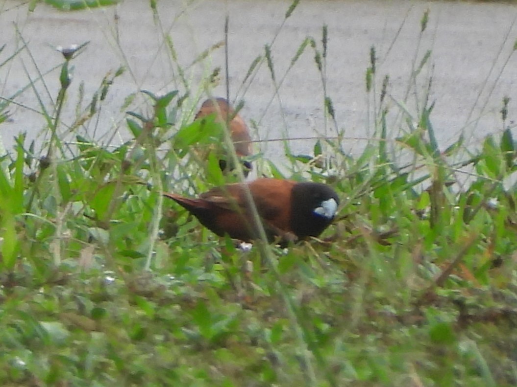 Chestnut Munia - Nick Komar