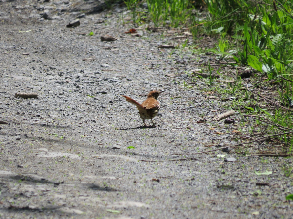 Brown Thrasher - scott baldinger